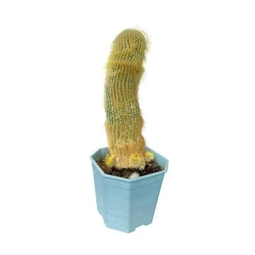 Cactus-2 Stock Photos