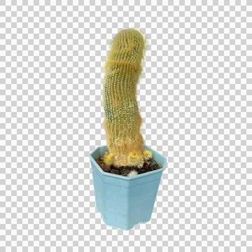 Cactus-2 Stock Photos