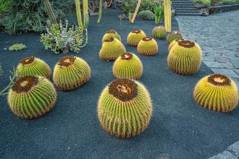 Cactus-4 Stock Photos