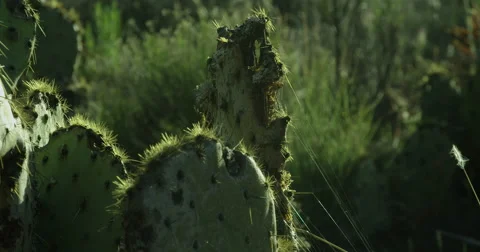 Cactus in 5k resolution Stock Footage 60227158