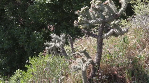 Cactus-6126 Stock Footage 1182902