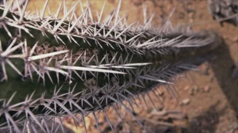 Cactus from above Stock Footage 10819589