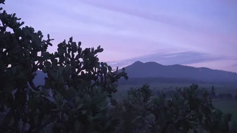 Cactus above open field with sunset mountain in the background Stock Footage 157499038