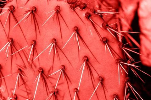 Cactus, abstract natural pattern background, toned red Stock Photos