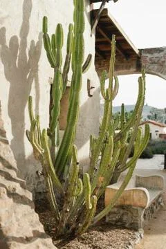 Cactus at adobe building Stock Photos