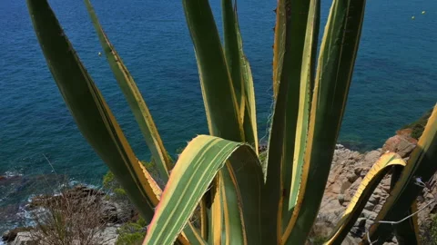 Cactus against the background of breaking waves on a rocky coast Video stock 248918531
