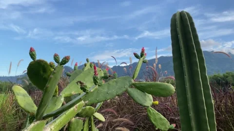 Cactus against the background of mountain meadows and blue sky with clouds. 4k Video stock 247016679