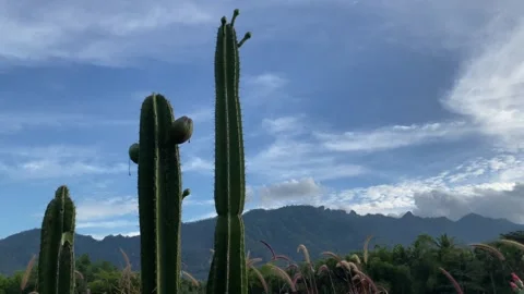 Cactus against the background of mountain meadows and blue sky with clouds. 4k Video stock 247016680