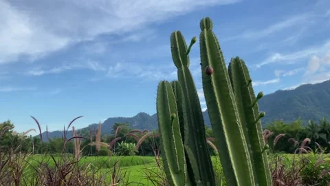 Cactus against the background of mountain meadows and blue sky with clouds. 4k Video stock 247016759