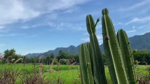 Cactus against the background of mountain meadows and blue sky with clouds. 4k Video stock 247016772