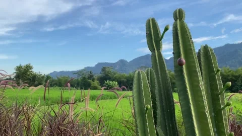 Cactus against the background of mountain meadows and blue sky with clouds. 4k Video stock 247016783