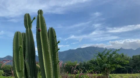 Cactus against the background of mountain meadows and blue sky with clouds. 4k Vídeos de archivo 247016798