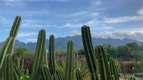 Cactus against the background of mountain meadows and blue sky with clouds. 4k Video stock 247016849