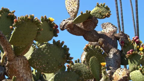 Cactus against blue sky background - Bee Polinating Cactus Flower Stock Footage 131210393