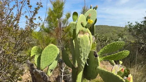 A cactus against a blue sky Stock-Footage 288011525