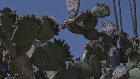 Cactus against dark evening background Video stock 131210742