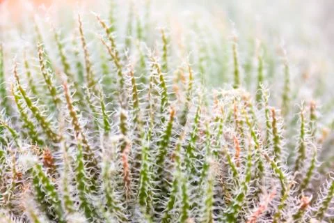 Cactus alive Stock Photos