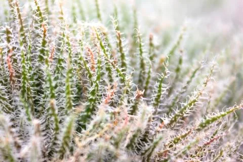 Cactus alive Stock Photos