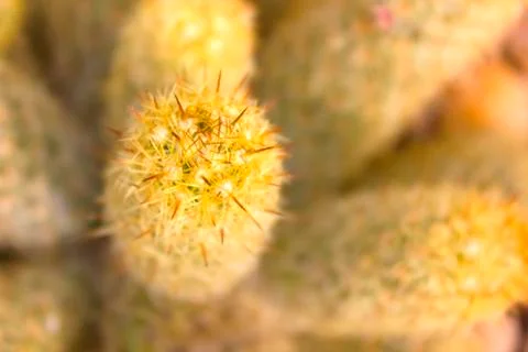 Cactus alive Stock Photos