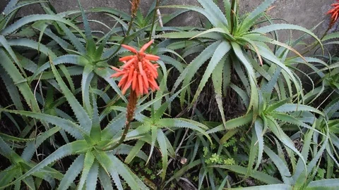 CACTUS  Aloe Stock Footage 125146931