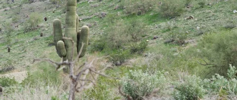 Cactus amidst the shrubs Video stock 103412916