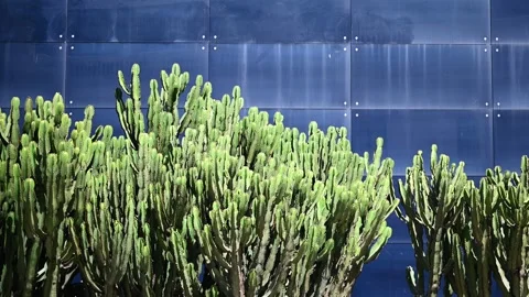 Cactus and blue background Stock Footage 326356293