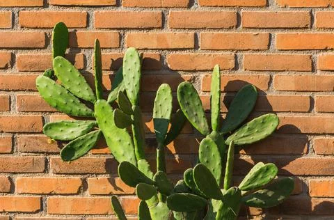 Cactus and Brick Stock Photos