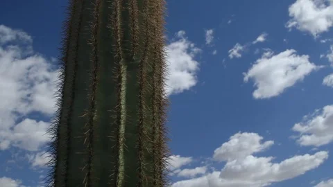 Cactus and clouds time lapse Stock Footage 82909863