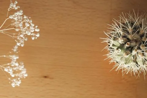 Cactus and delicate flowers create a stunning contrast on a wooden table Foto stock