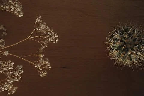 Cactus and dried flowers create a serene scene on a rustic wooden table Foto stock