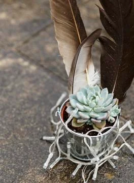 Cactus and feather Stock Photos