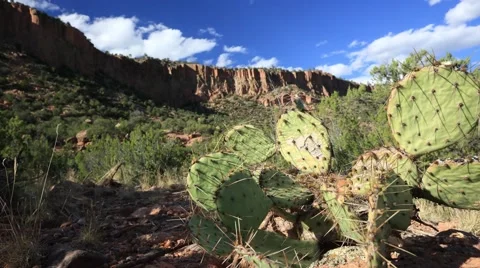 Cactus and flowing clouds, over mountains in the desert. Stock Footage 43259194