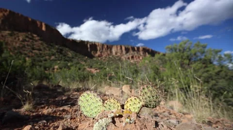 Cactus and flowing clouds, over mountains in the desert. Stock Footage 43259221