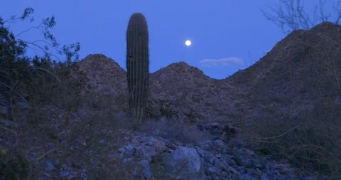 Cactus and the Full Moon Stock Footage 103241311