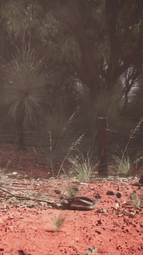Cactus and grasses in desert landscape during sunny day in Australia Stock Footage 342180260