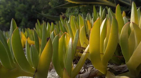 Cactus and leafs on sea side in Greece Stock Footage 68311140