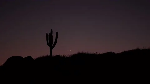 Cactus and moon in desert Stock Footage 135835716