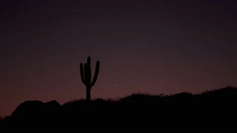 Cactus and moon in desert Stock Footage 135835742