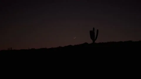 Cactus and moon in desert Stock Footage 135835759