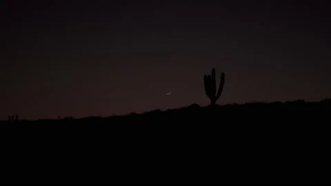 Cactus and moon in desert Stock Footage 135835766