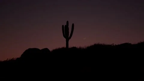 Cactus and moon in desert Stock Footage 135835798