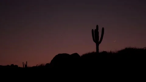 Cactus and moon in desert Stock Footage 135835805