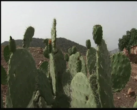 Cactus and mountain Stock Footage 517641