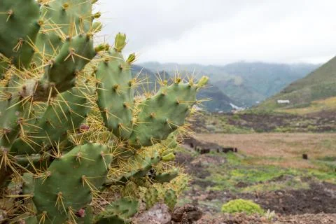 Cactus and mountain Stock Photos