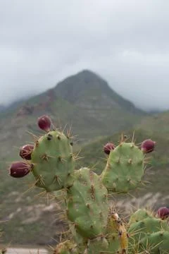 Cactus and mountain Stock Photos
