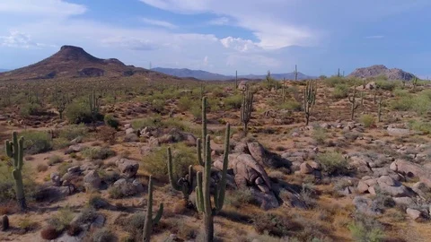 Cactus and Mountains in the Desert by Aerial Drone Stock Footage 81144853