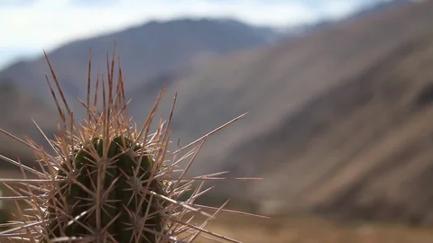 Cactus and mountains Stock Footage 77044711