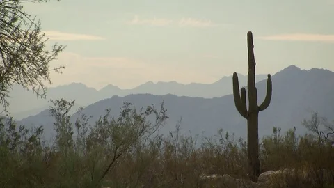 Cactus and Mountains static beauty - Scottsdale AZ Stock Footage 82913180
