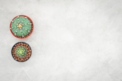 Cactus and notebook on the office table, grey concrete background, flat lay Stock Photos