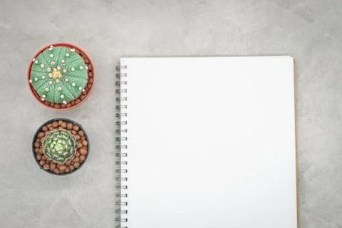 Cactus and notebook on the office table, grey concrete background, flat lay Stock Photos
